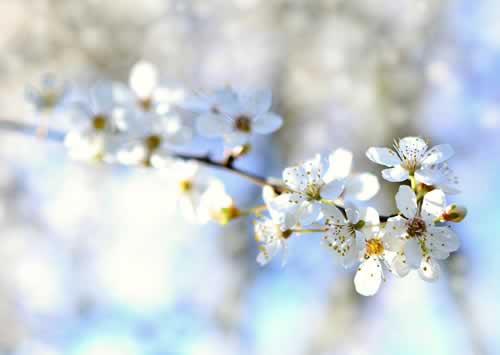 Fiori per decorazioni cimiteriali